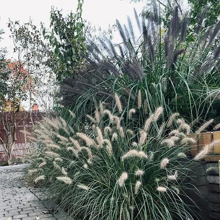 فيلة Tuyo Casa Sarabandy *